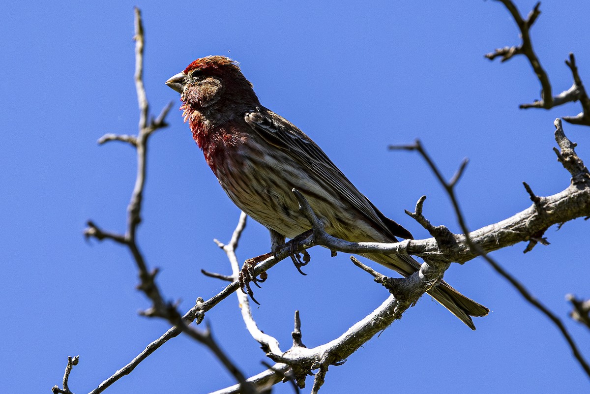 House Finch - ML620157892