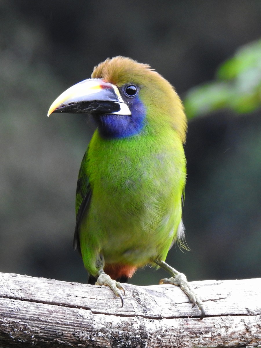 Northern Emerald-Toucanet - ML620157902