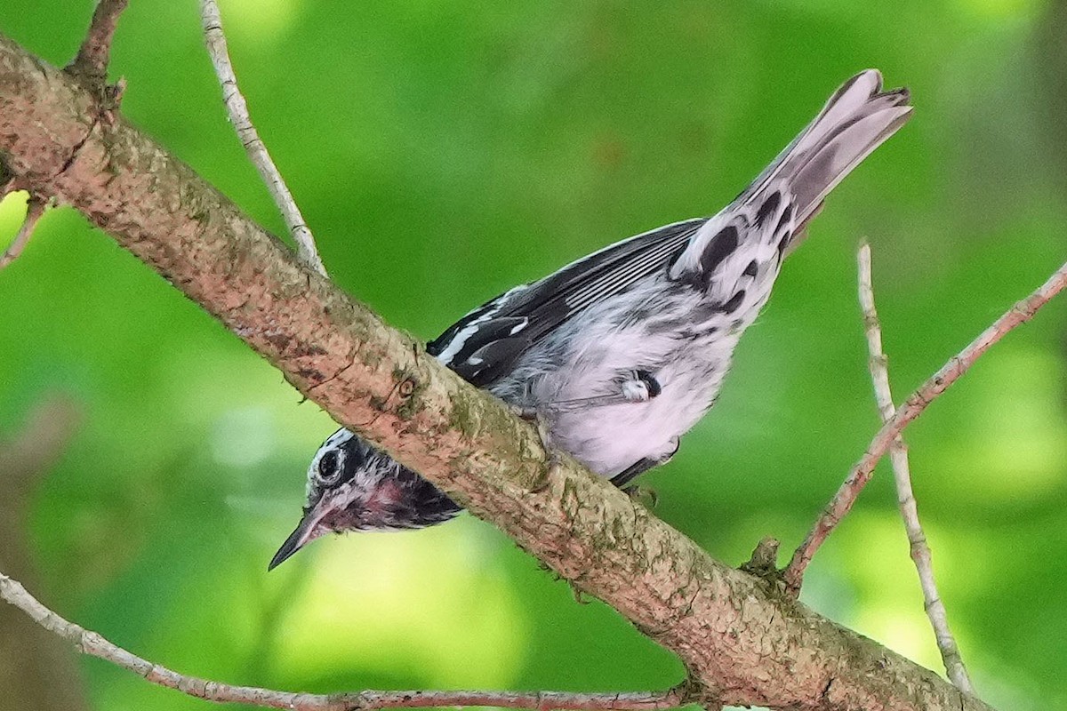 Black-and-white Warbler - ML620157904