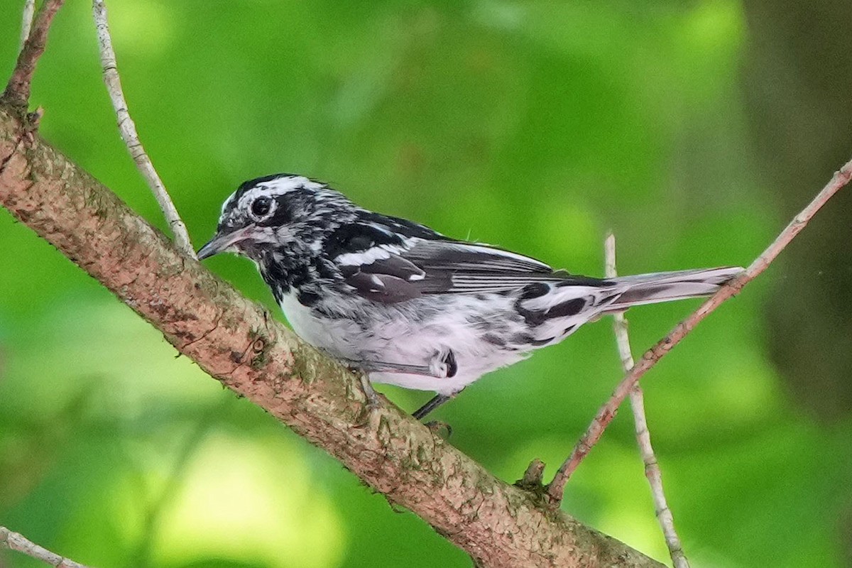 Black-and-white Warbler - ML620157905