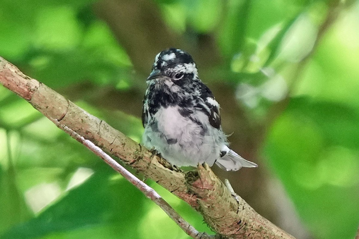 Black-and-white Warbler - ML620157906