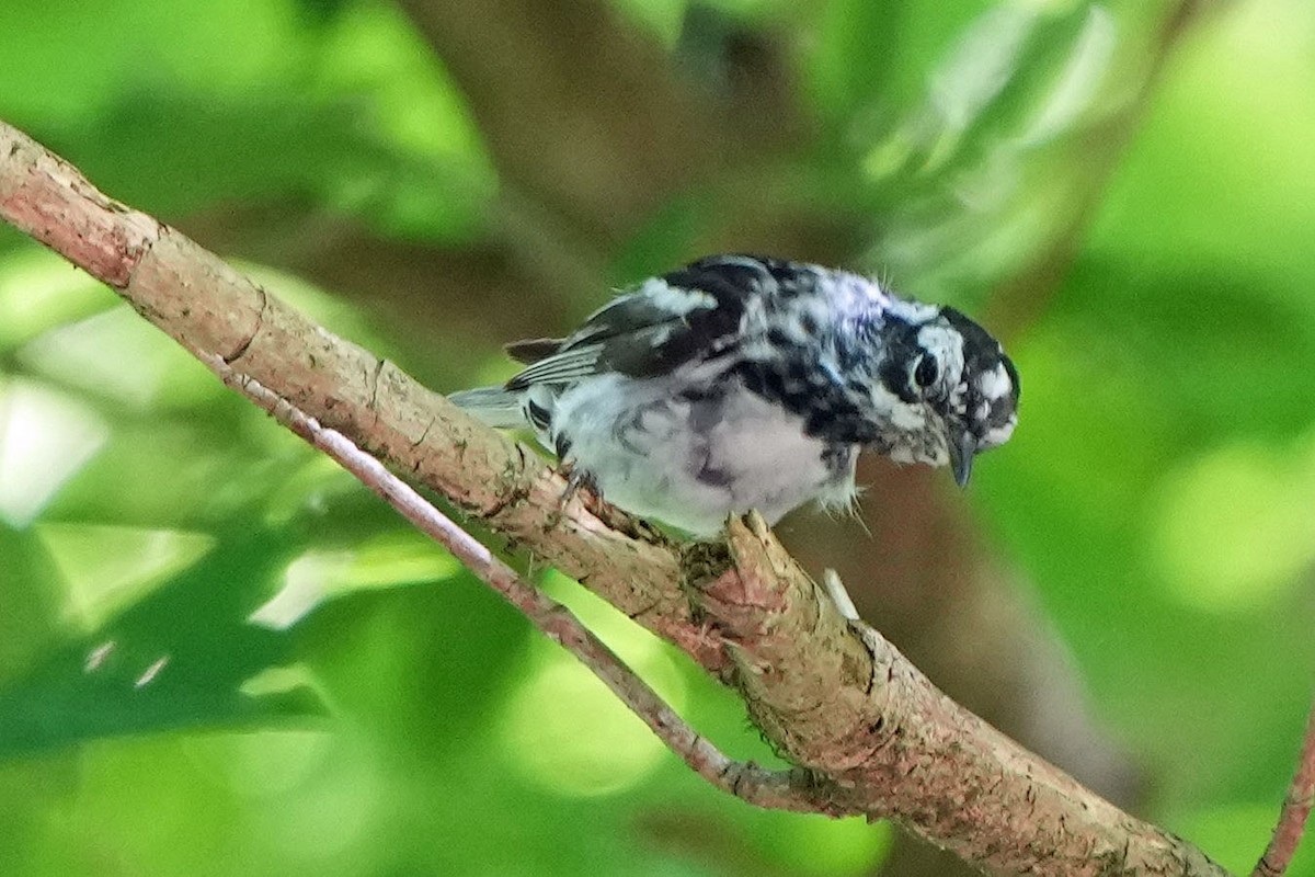 Black-and-white Warbler - ML620157907