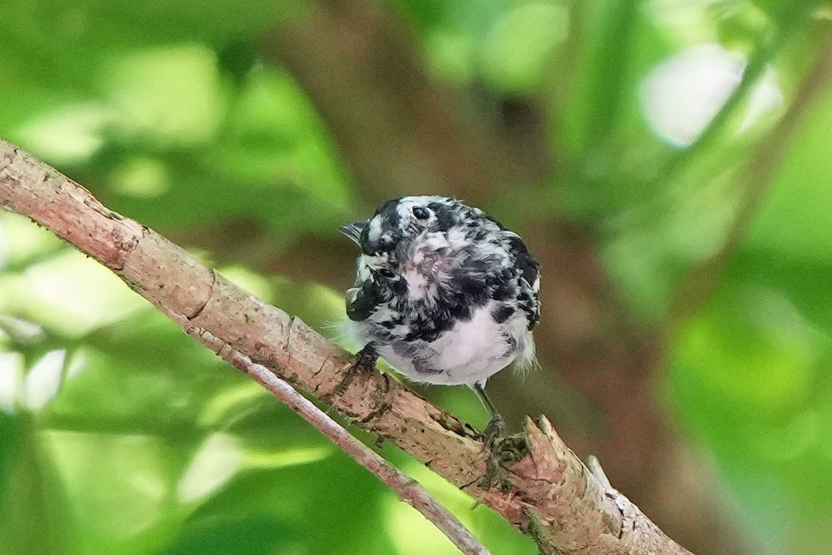 Black-and-white Warbler - ML620157908