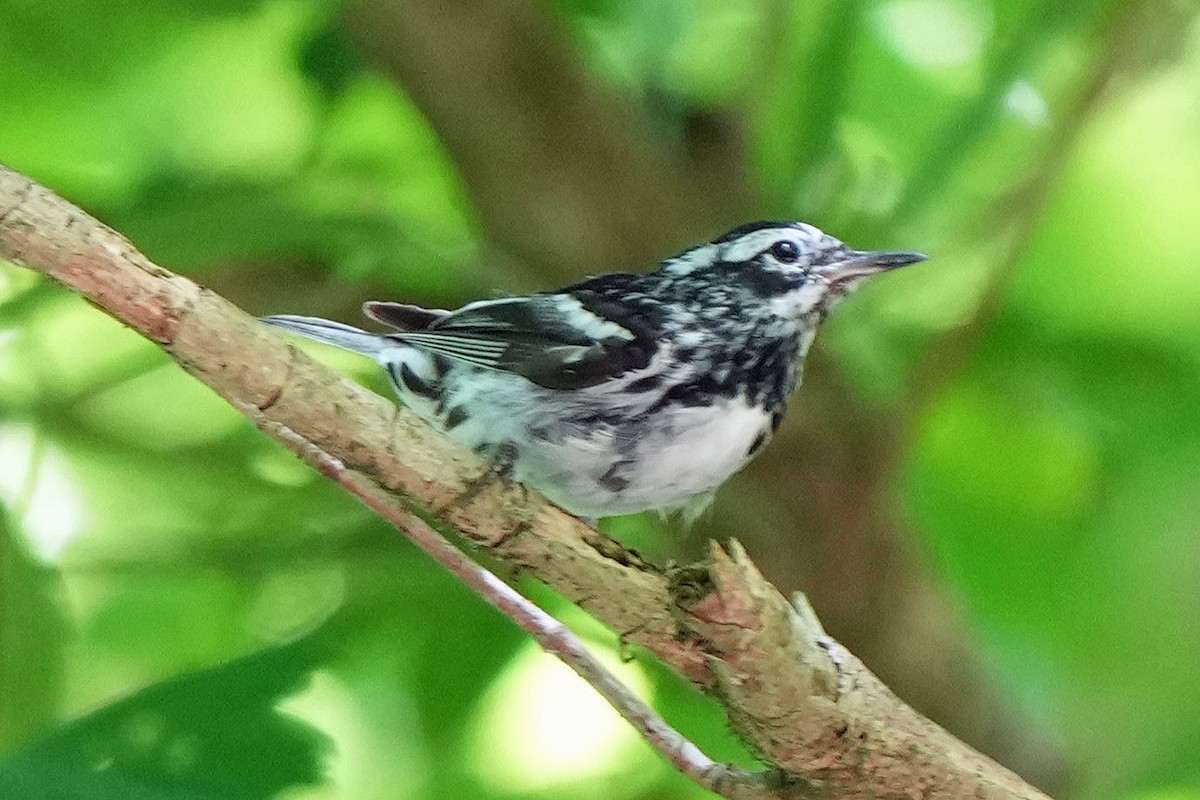 Black-and-white Warbler - ML620157909