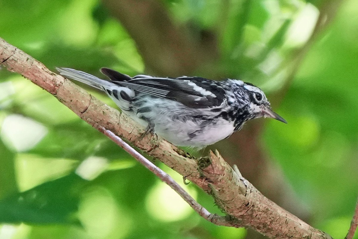 Black-and-white Warbler - ML620157910
