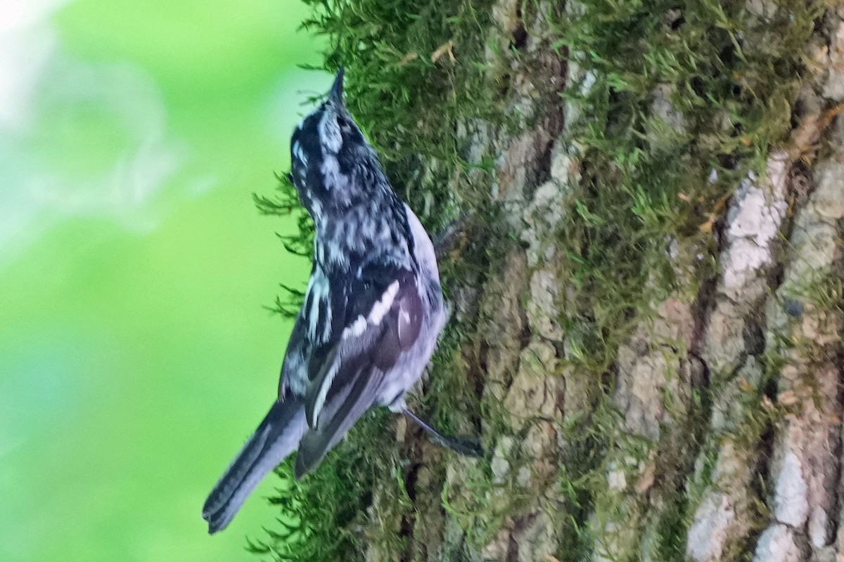 Black-and-white Warbler - ML620157911