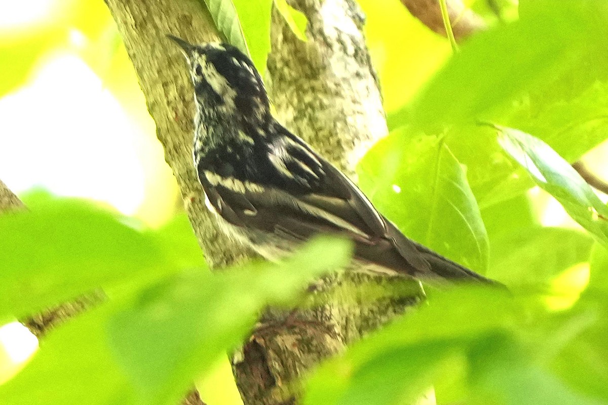 Black-and-white Warbler - ML620157912
