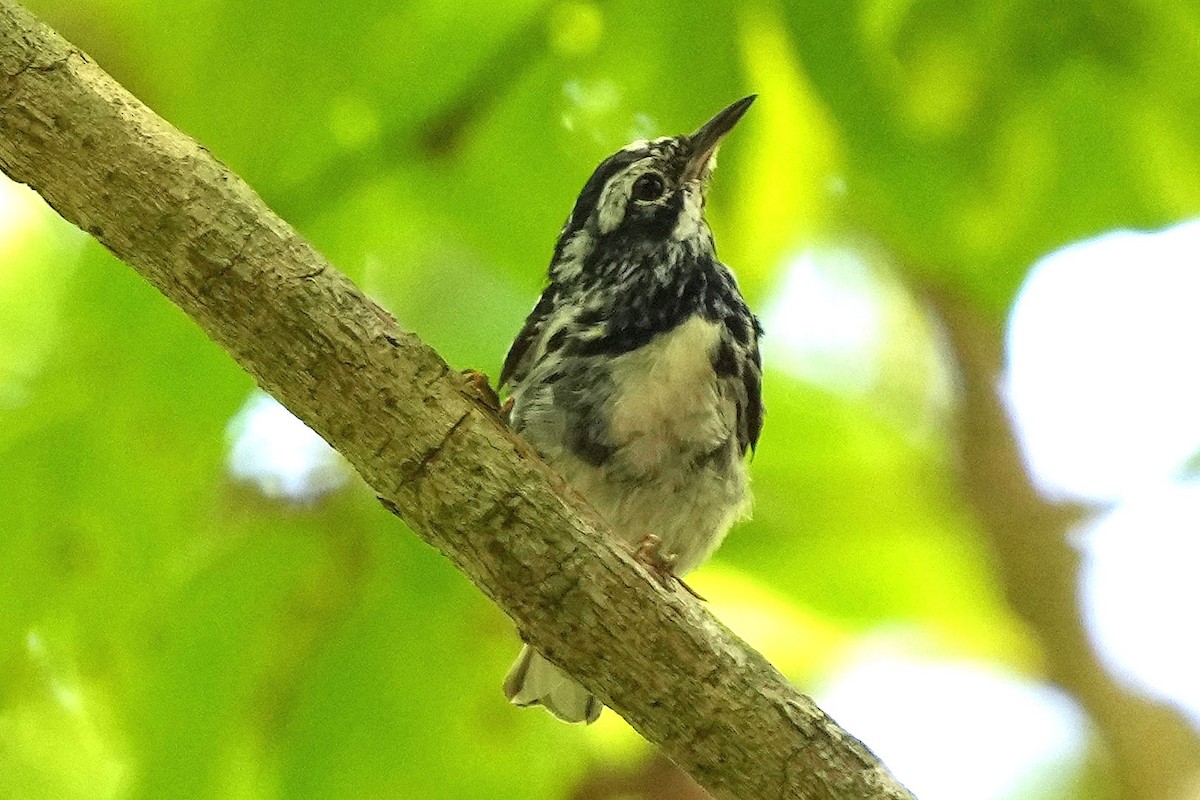 Black-and-white Warbler - ML620157913