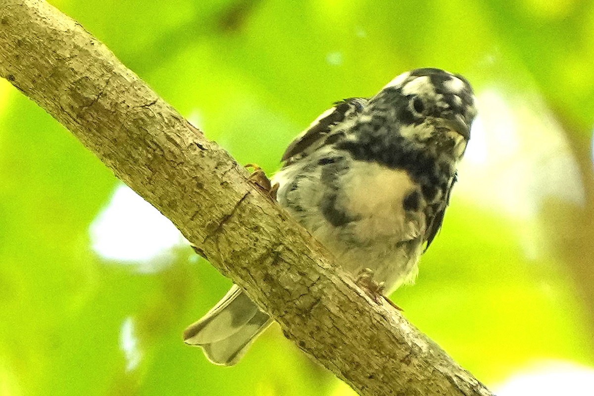 Black-and-white Warbler - ML620157914