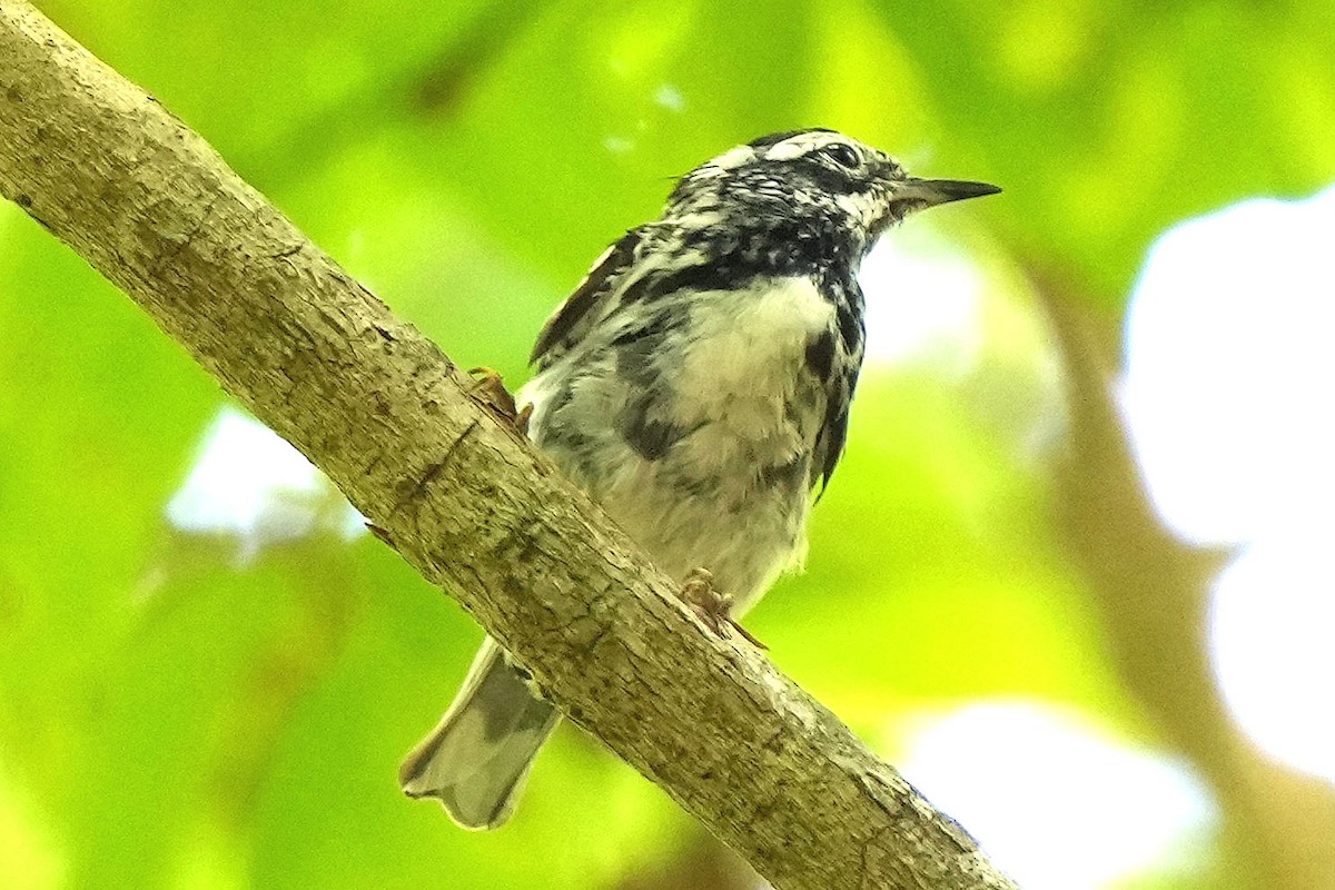 Black-and-white Warbler - ML620157915