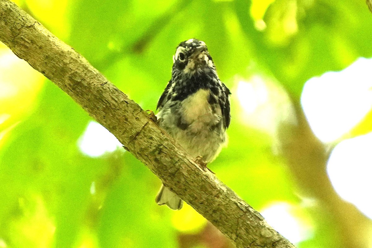 Black-and-white Warbler - ML620157916