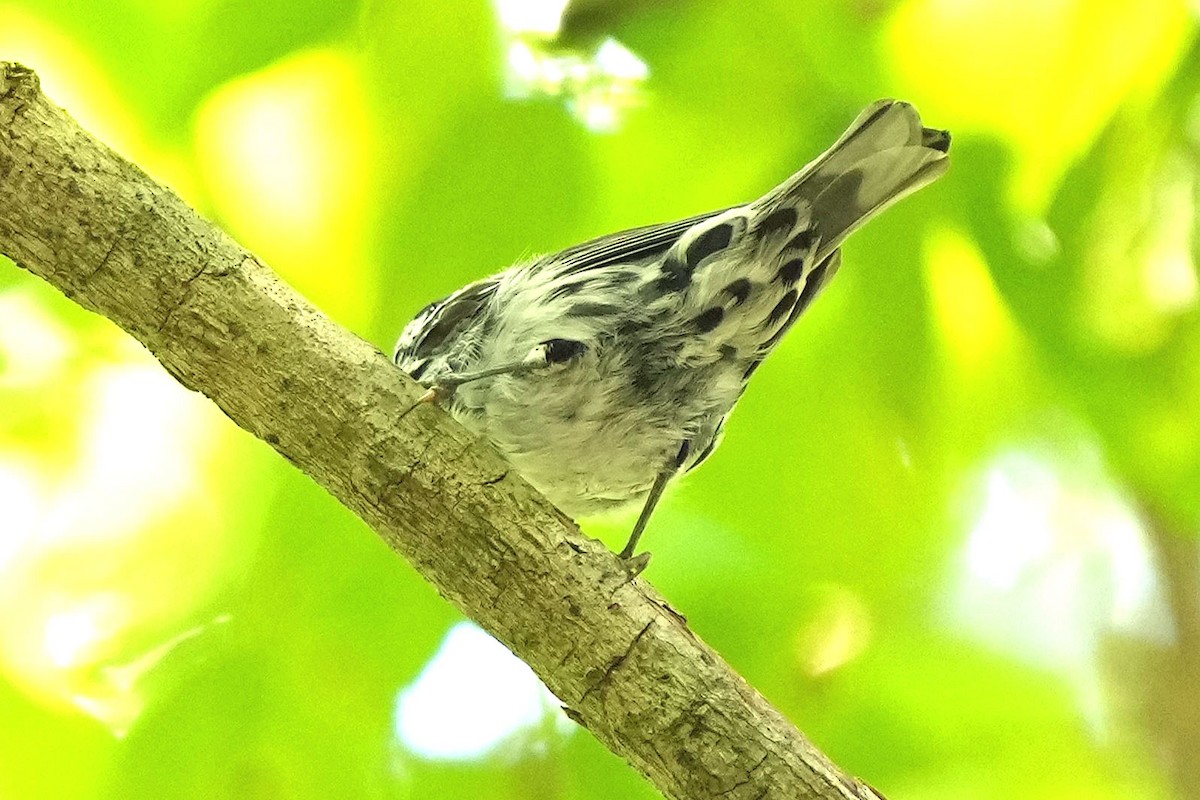Black-and-white Warbler - ML620157917