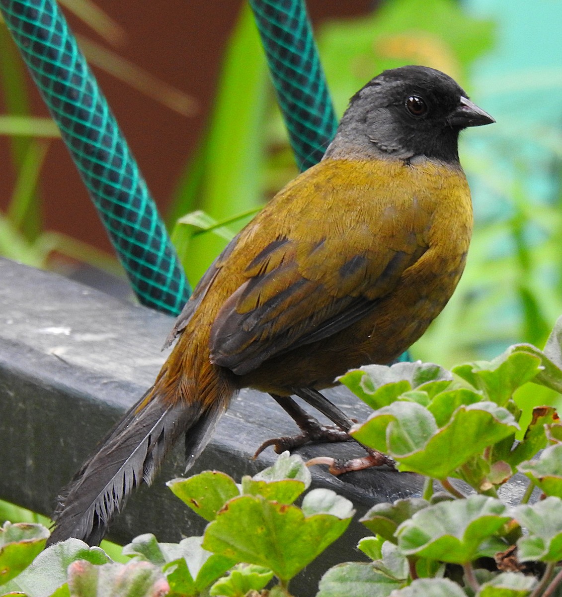 Large-footed Finch - Joel Schmidt