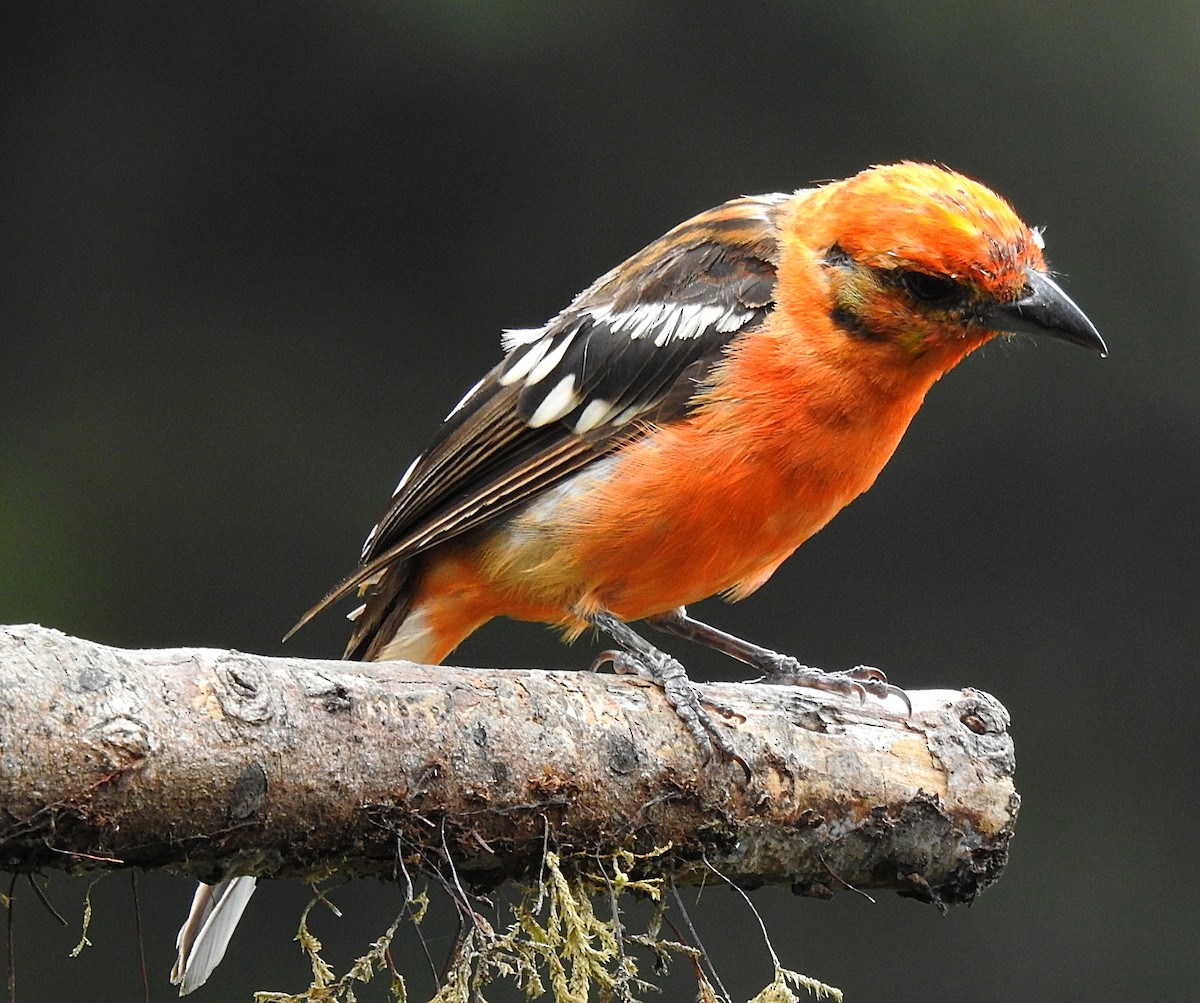 Flame-colored Tanager - ML620157923