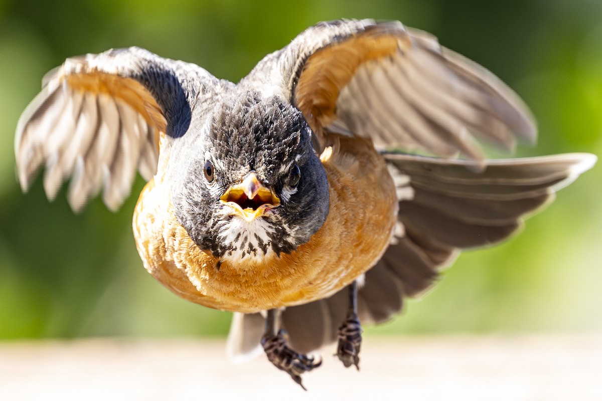 American Robin - ML620157947