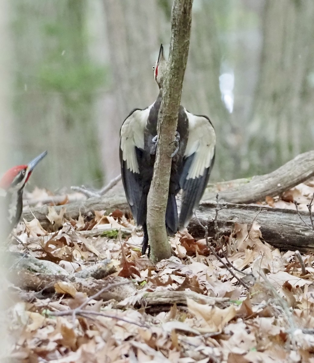 Pileated Woodpecker - ML620157963