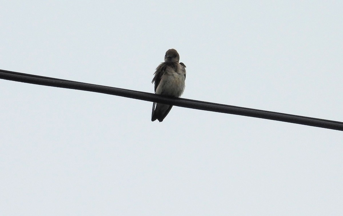 Northern Rough-winged Swallow - ML620157965