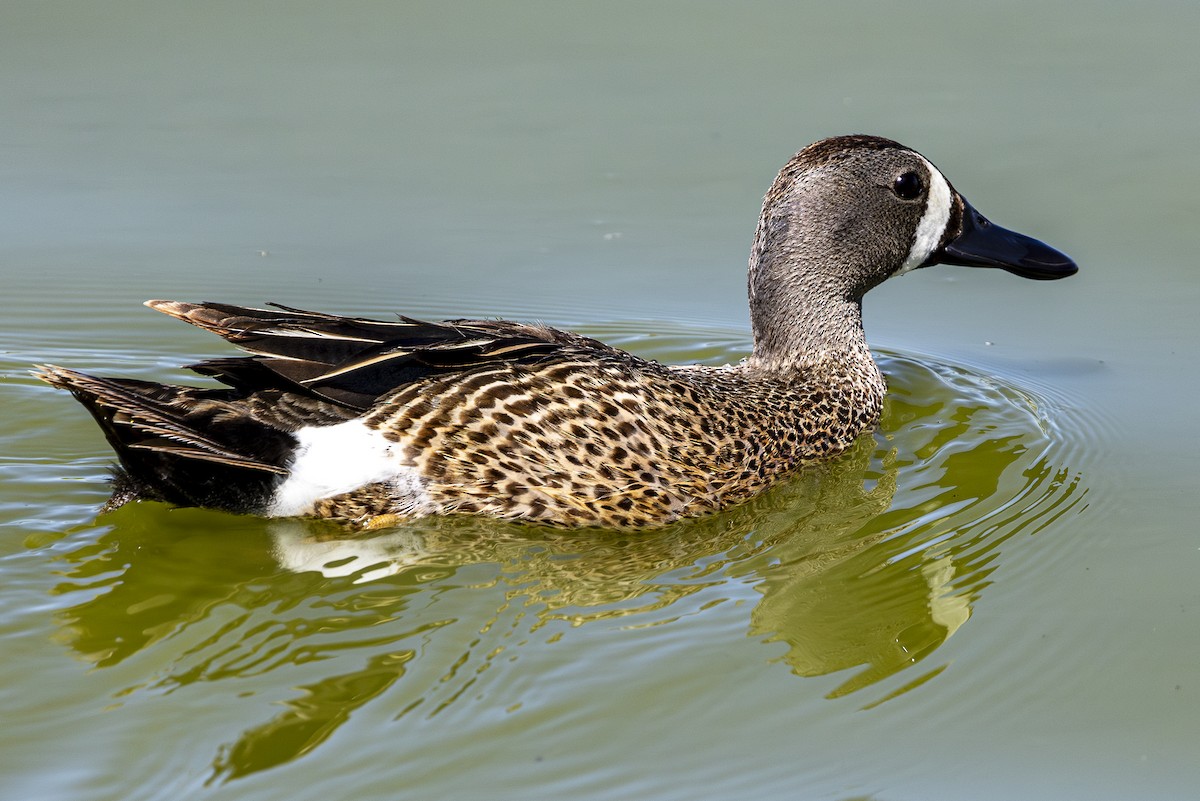 Blue-winged Teal - ML620157967