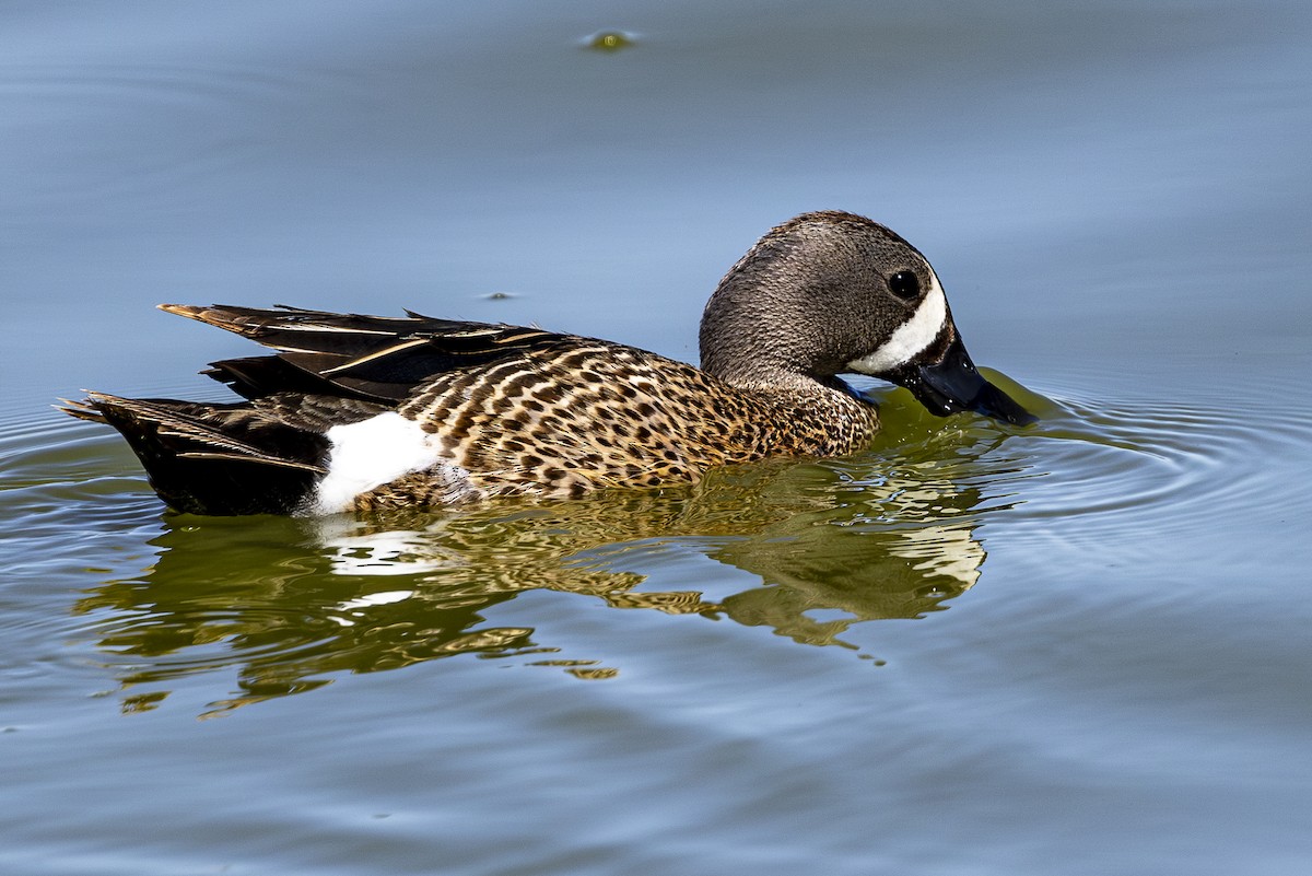 Blue-winged Teal - ML620157969