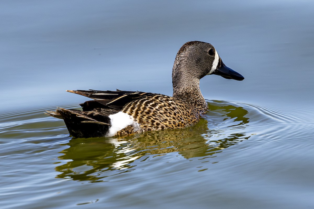 Blue-winged Teal - ML620157971