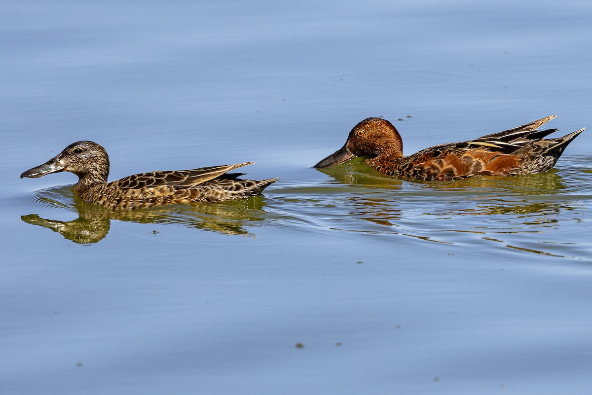 Cinnamon Teal - ML620157978