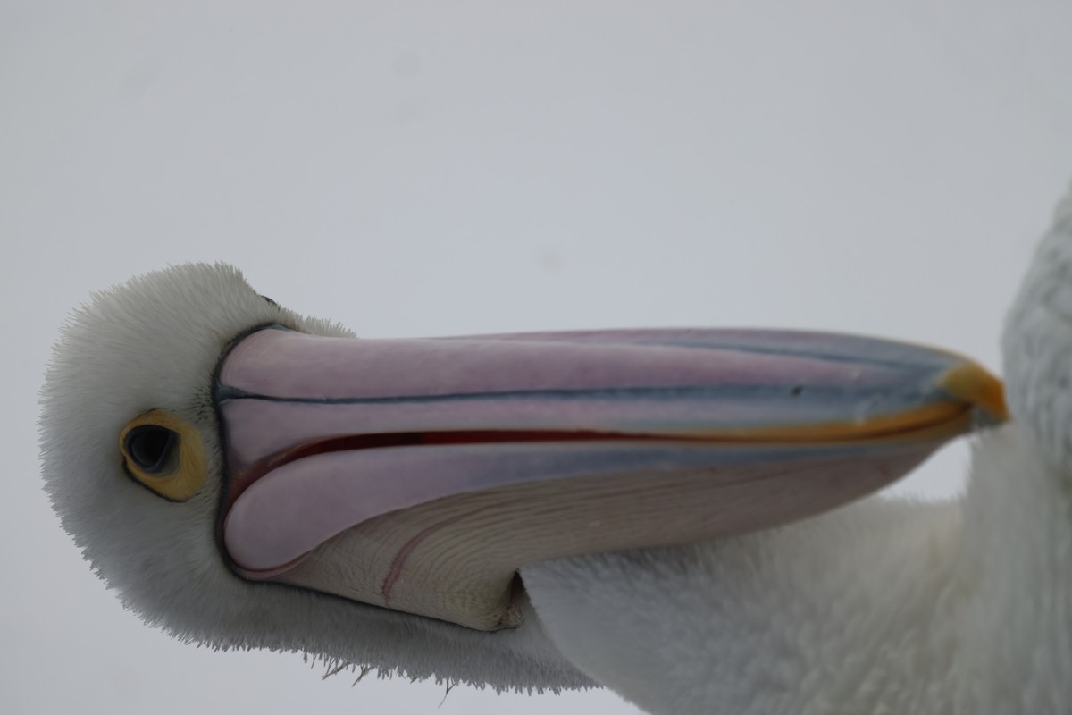 Australian Pelican - ML620158004