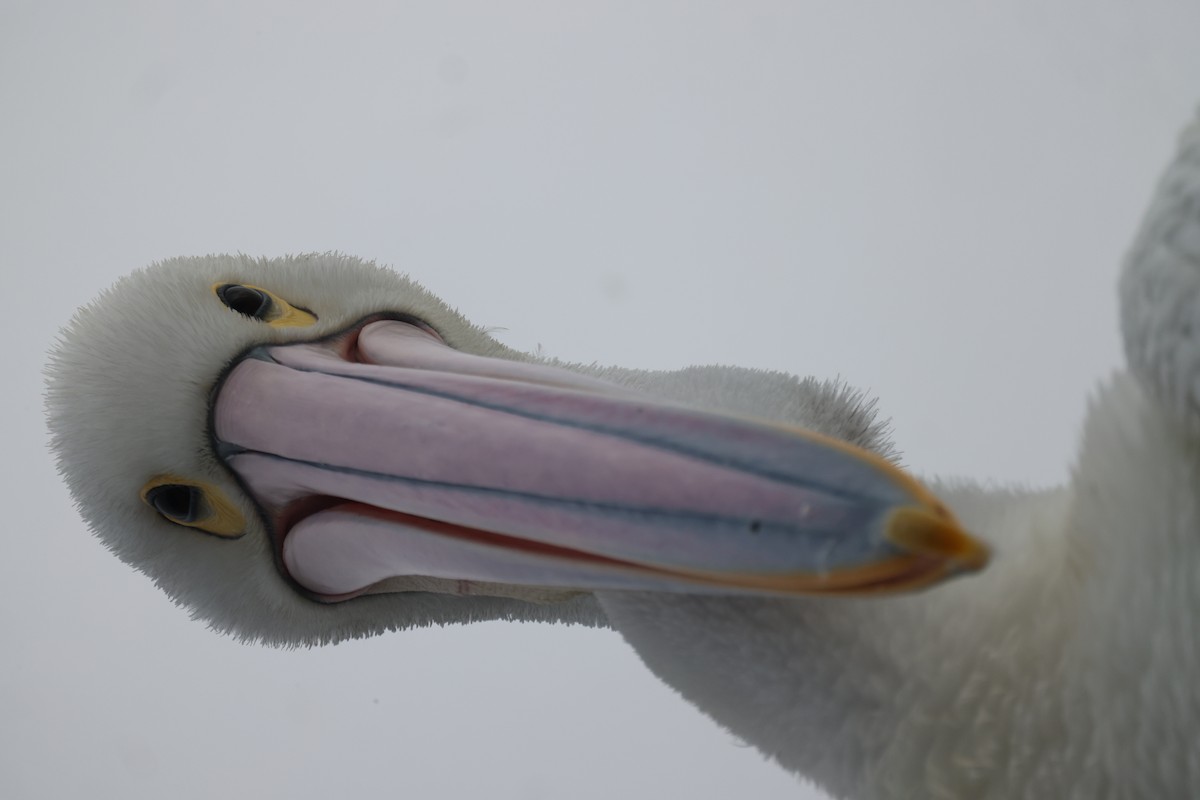 pelikán australský - ML620158007
