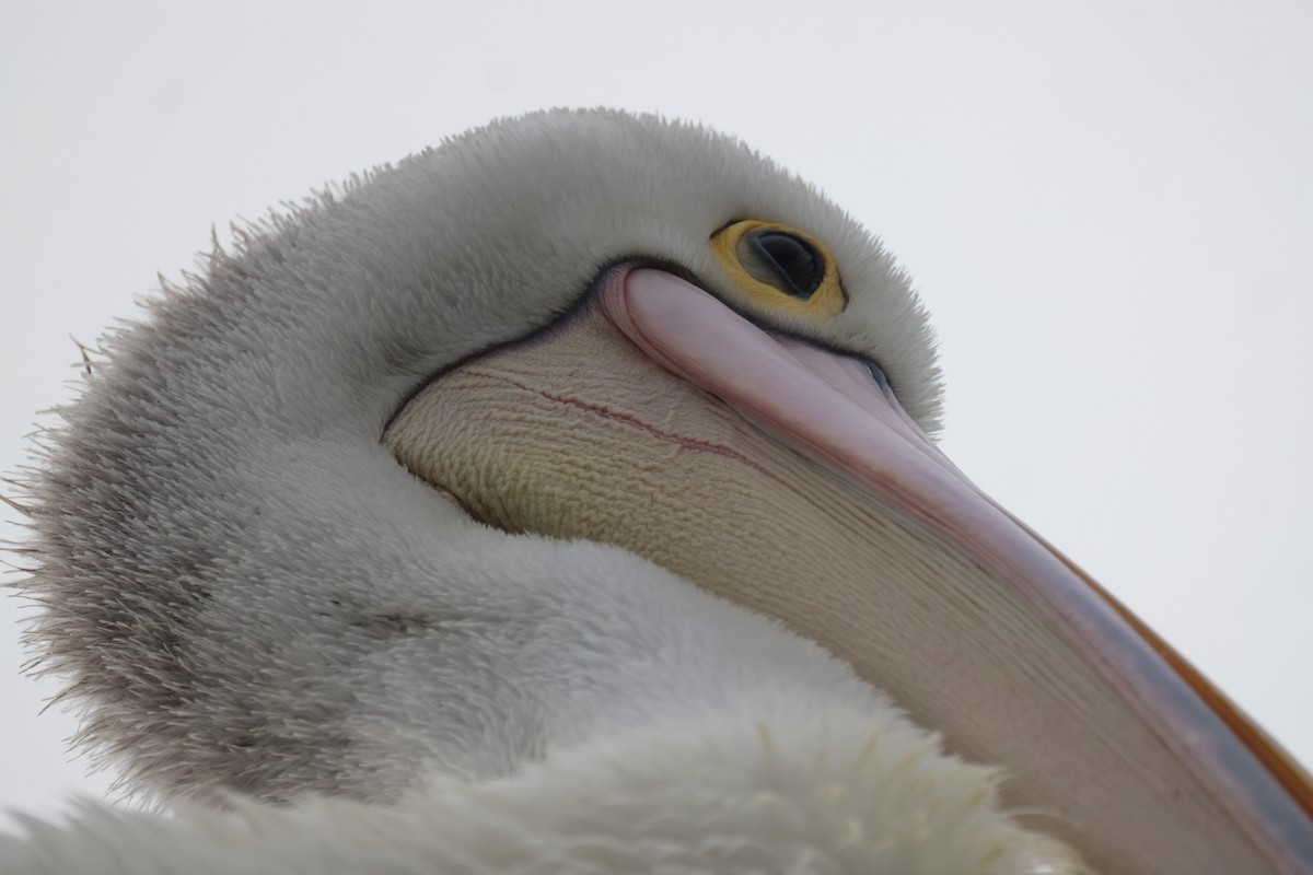 Australian Pelican - ML620158009