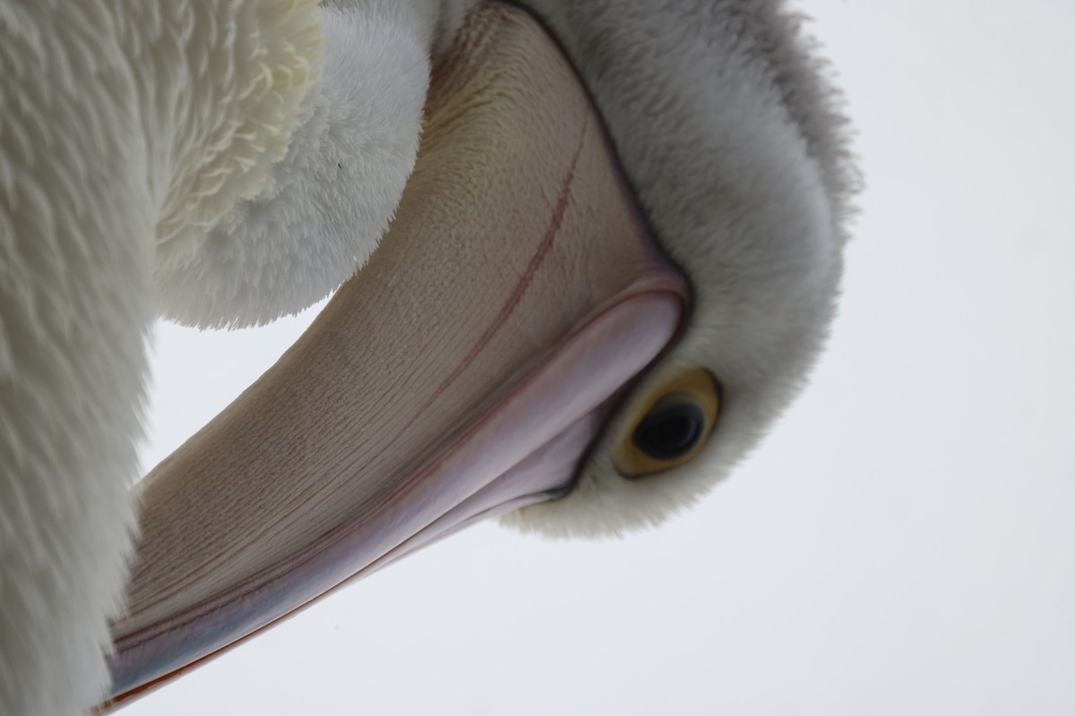 pelikán australský - ML620158010