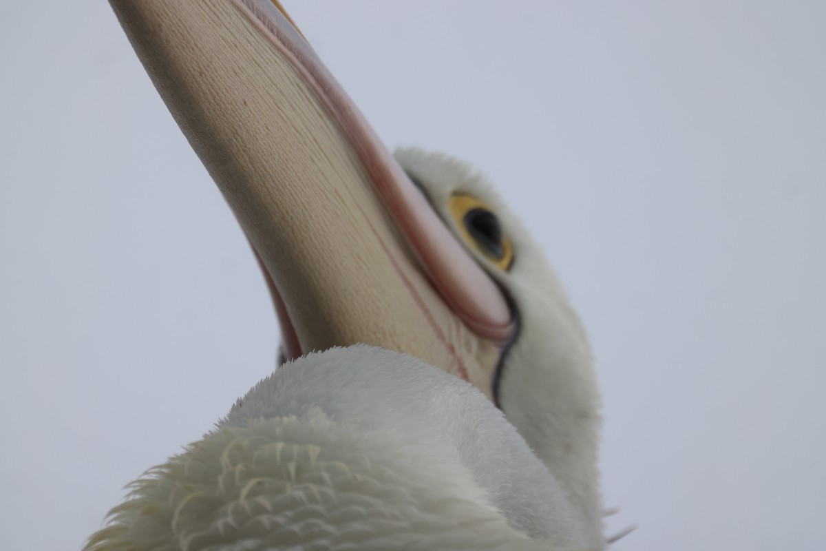 pelikán australský - ML620158011
