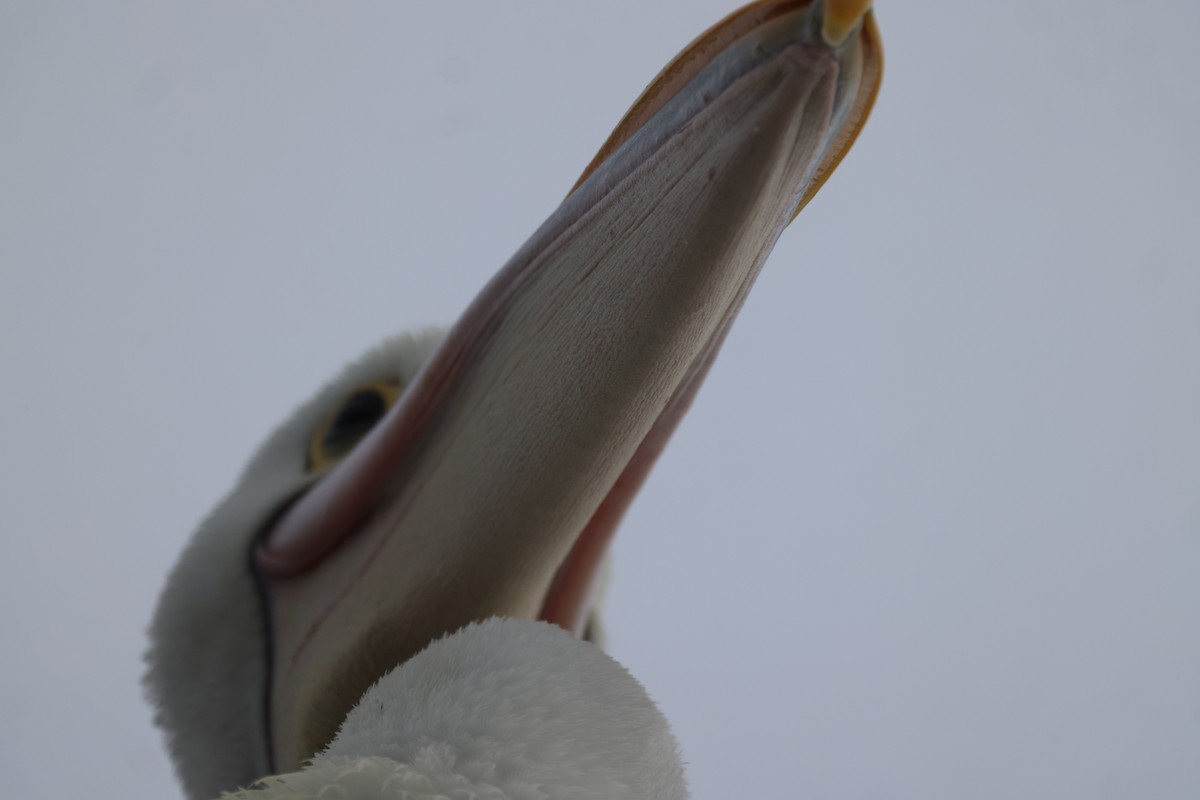 pelikán australský - ML620158012