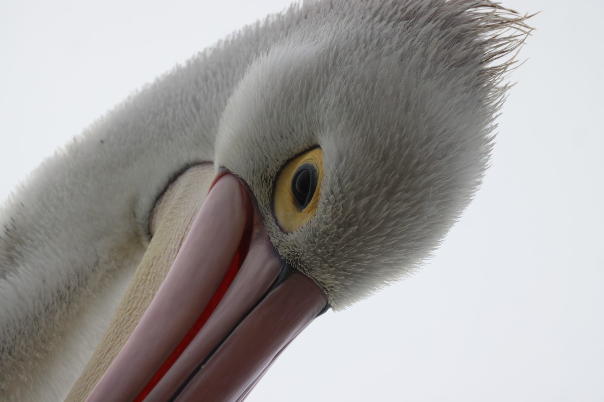 pelikán australský - ML620158013