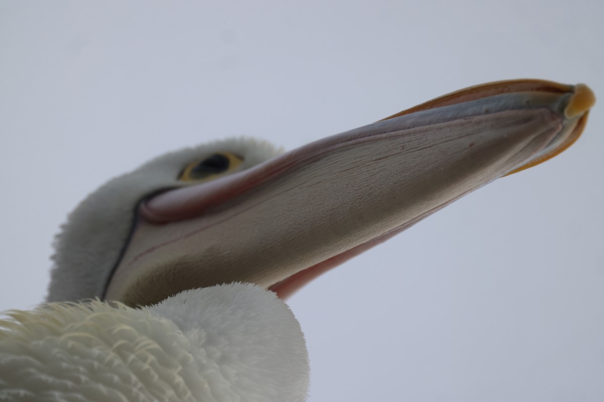 Australian Pelican - ML620158014