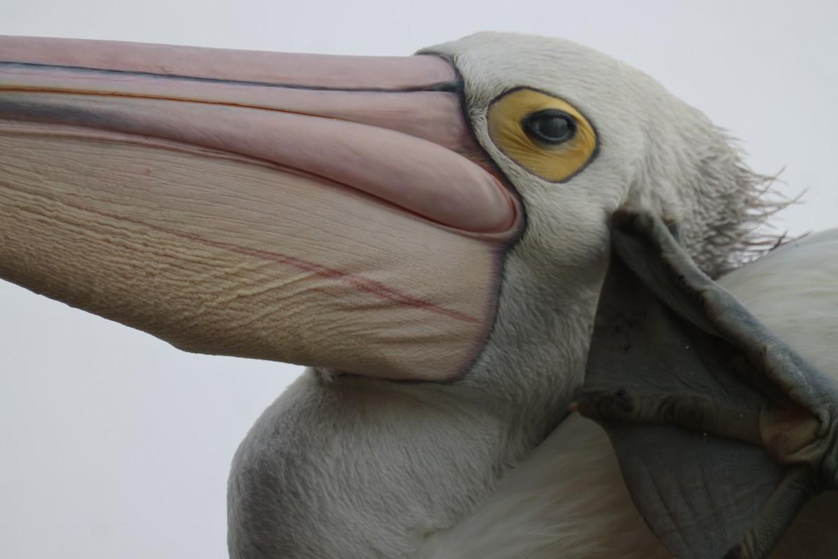 Australian Pelican - ML620158015