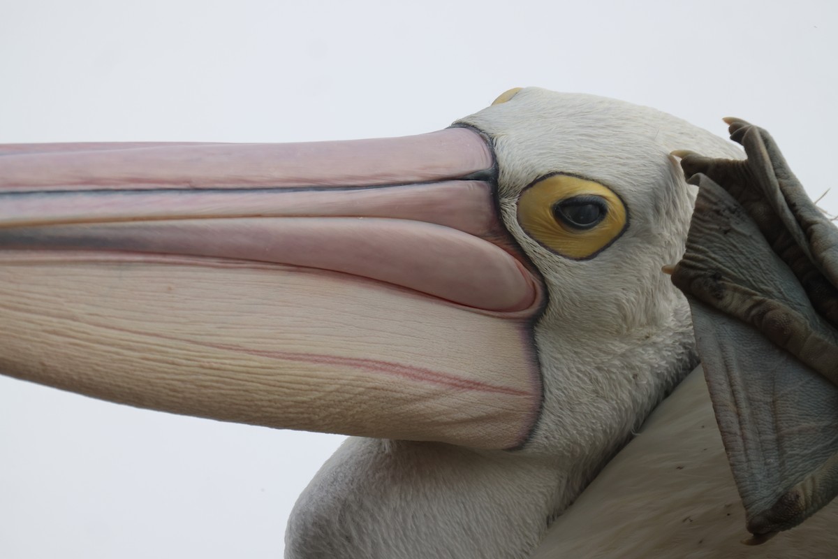 pelikán australský - ML620158016