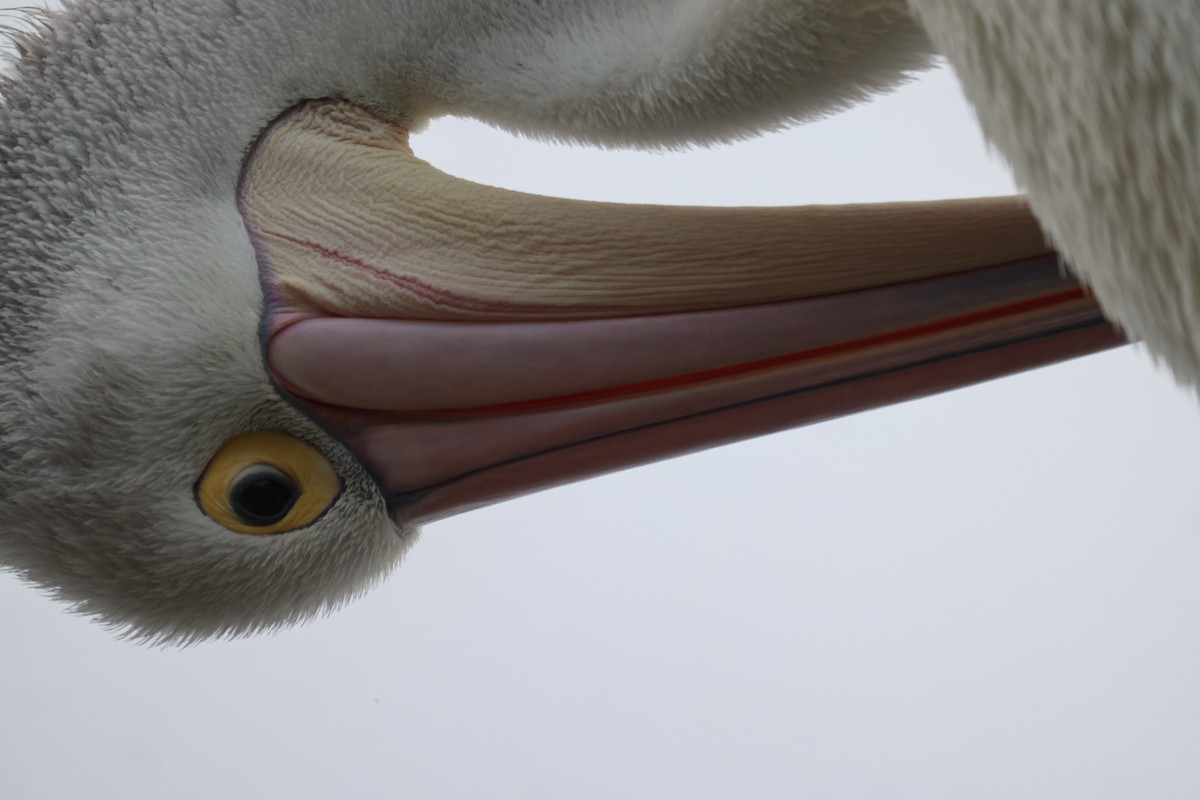 pelikán australský - ML620158018
