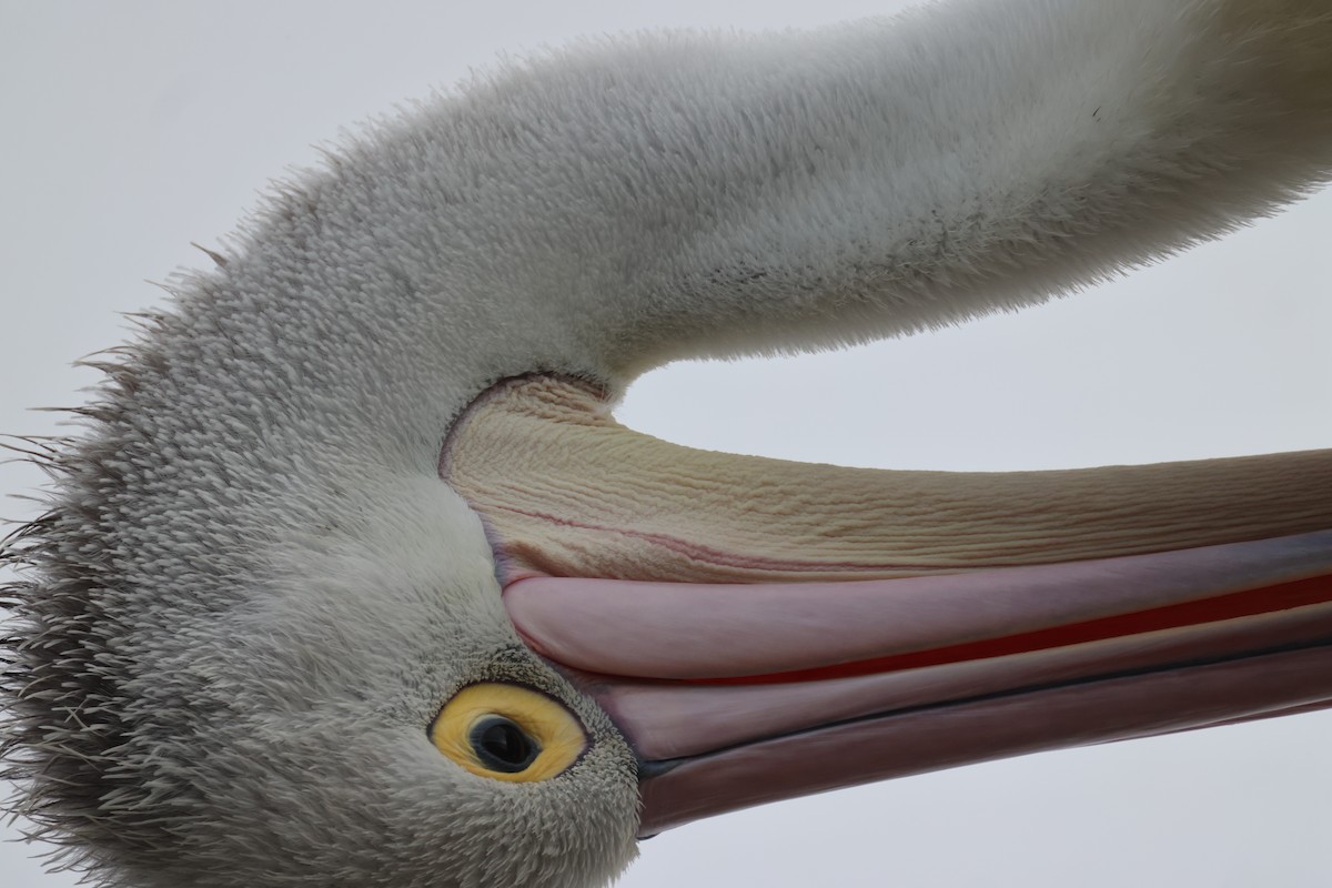 pelikán australský - ML620158020
