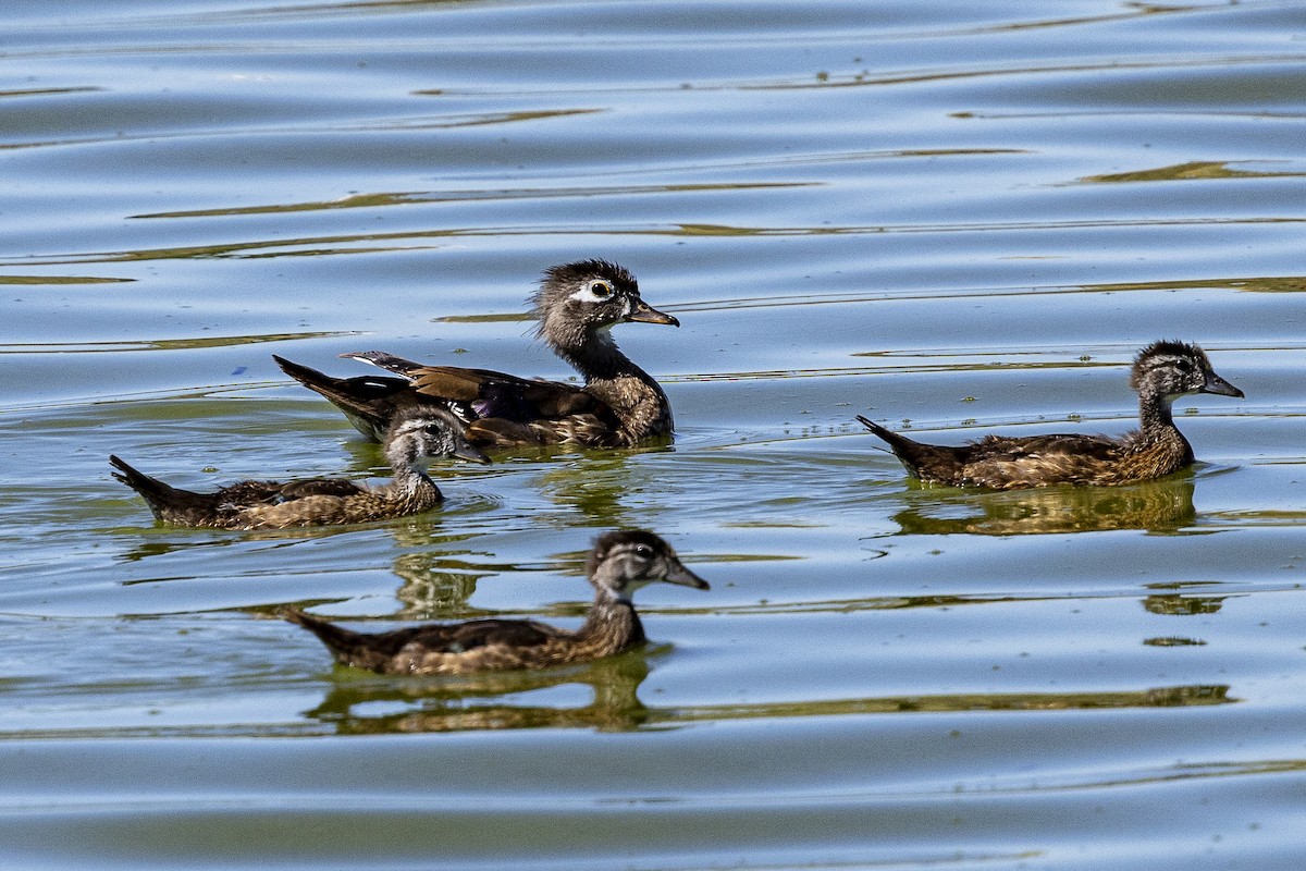 Wood Duck - ML620158022