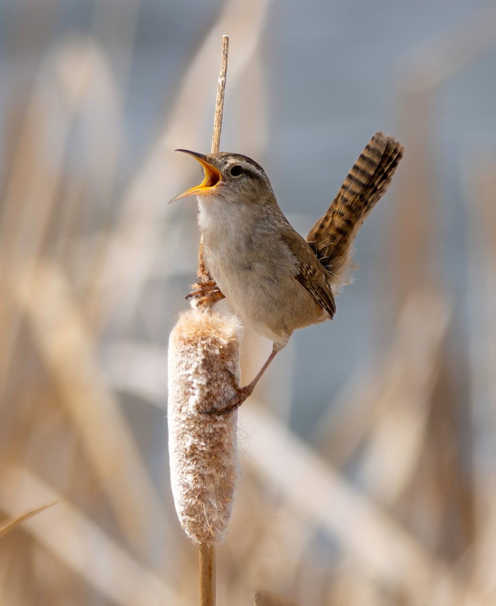 Marsh Wren - ML620158028