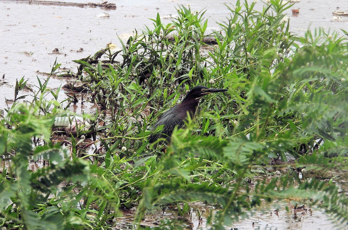 Green Heron - ML620158029