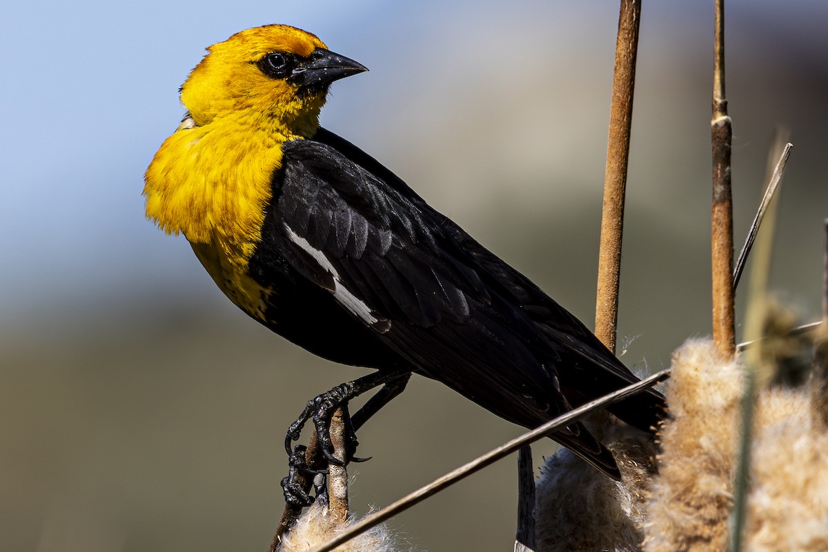 Yellow-headed Blackbird - ML620158033