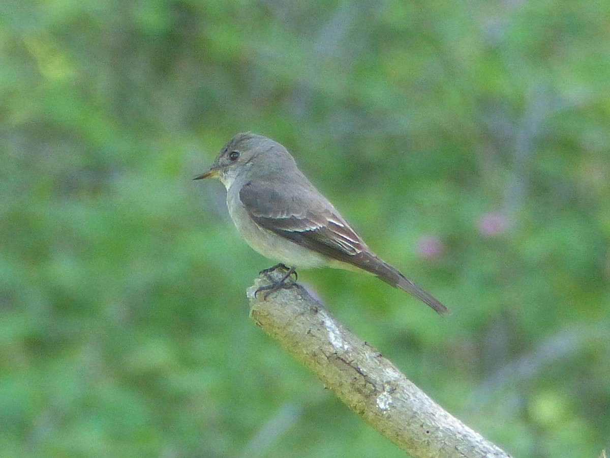 Western Wood-Pewee - ML620158036