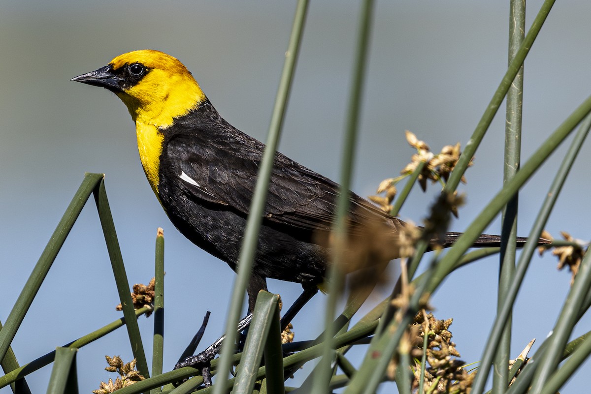Yellow-headed Blackbird - ML620158038