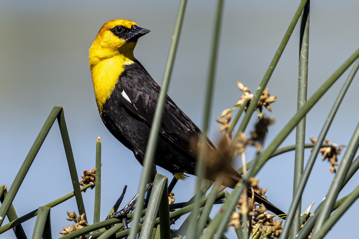 Yellow-headed Blackbird - ML620158039