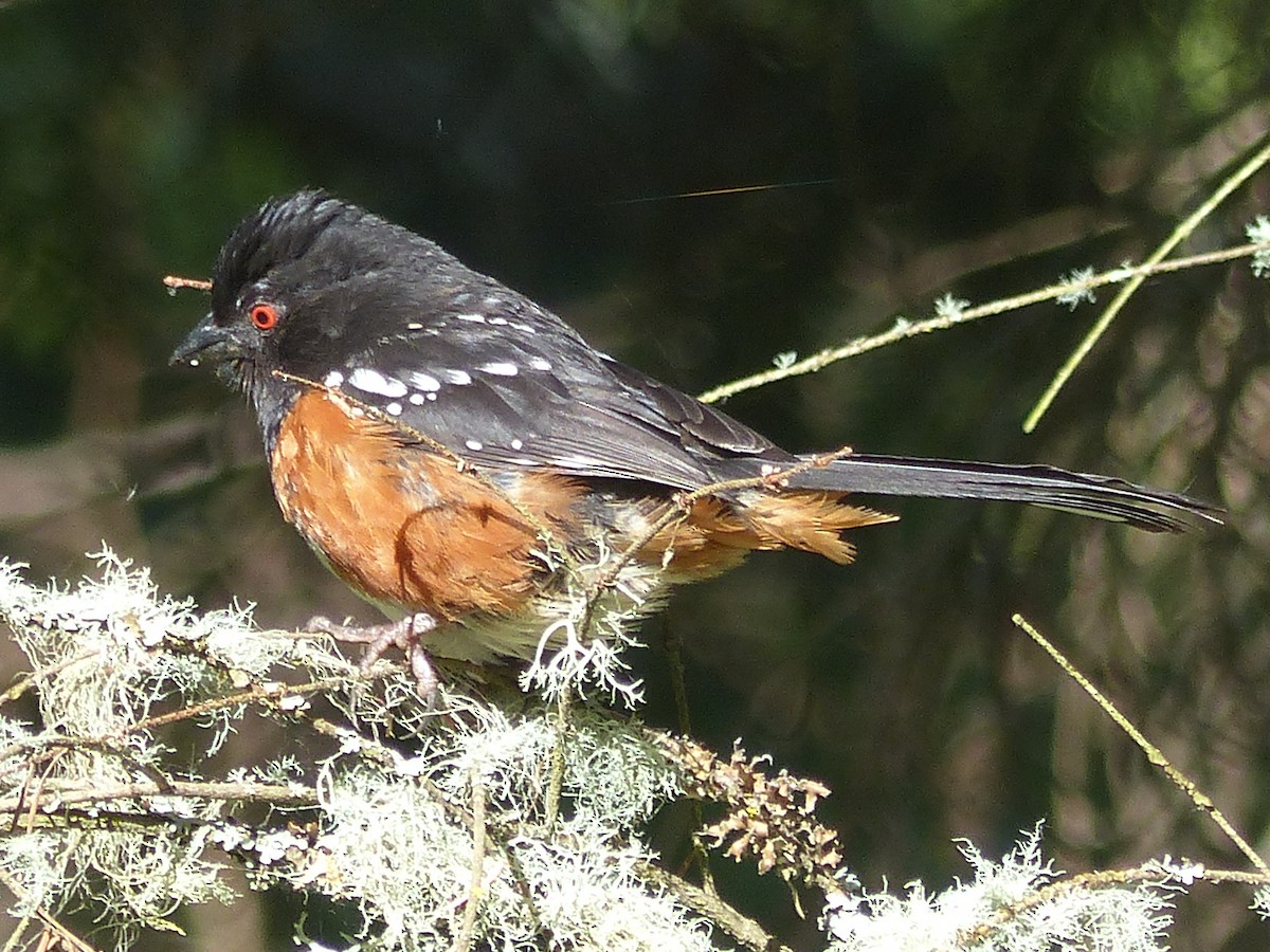Spotted Towhee - ML620158061