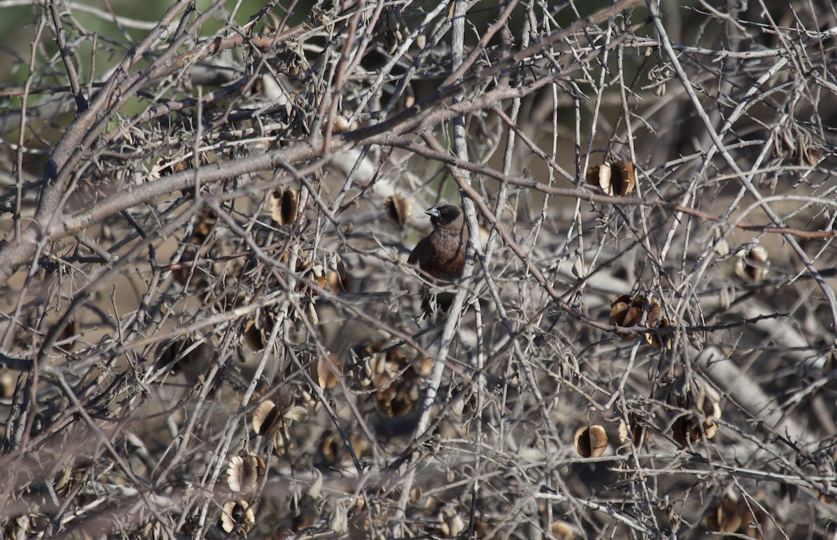 Black-faced Waxbill - ML620158069