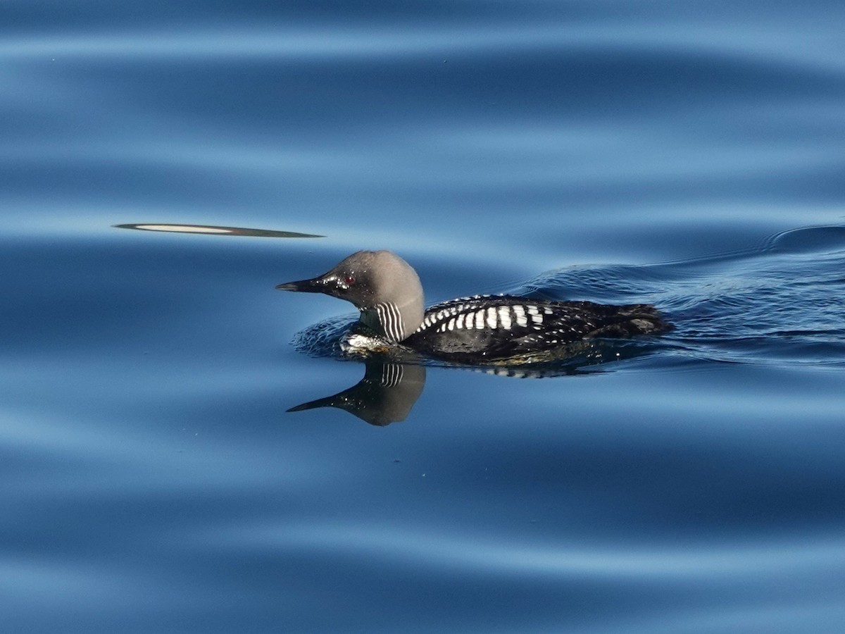 Pacific Loon - ML620158072