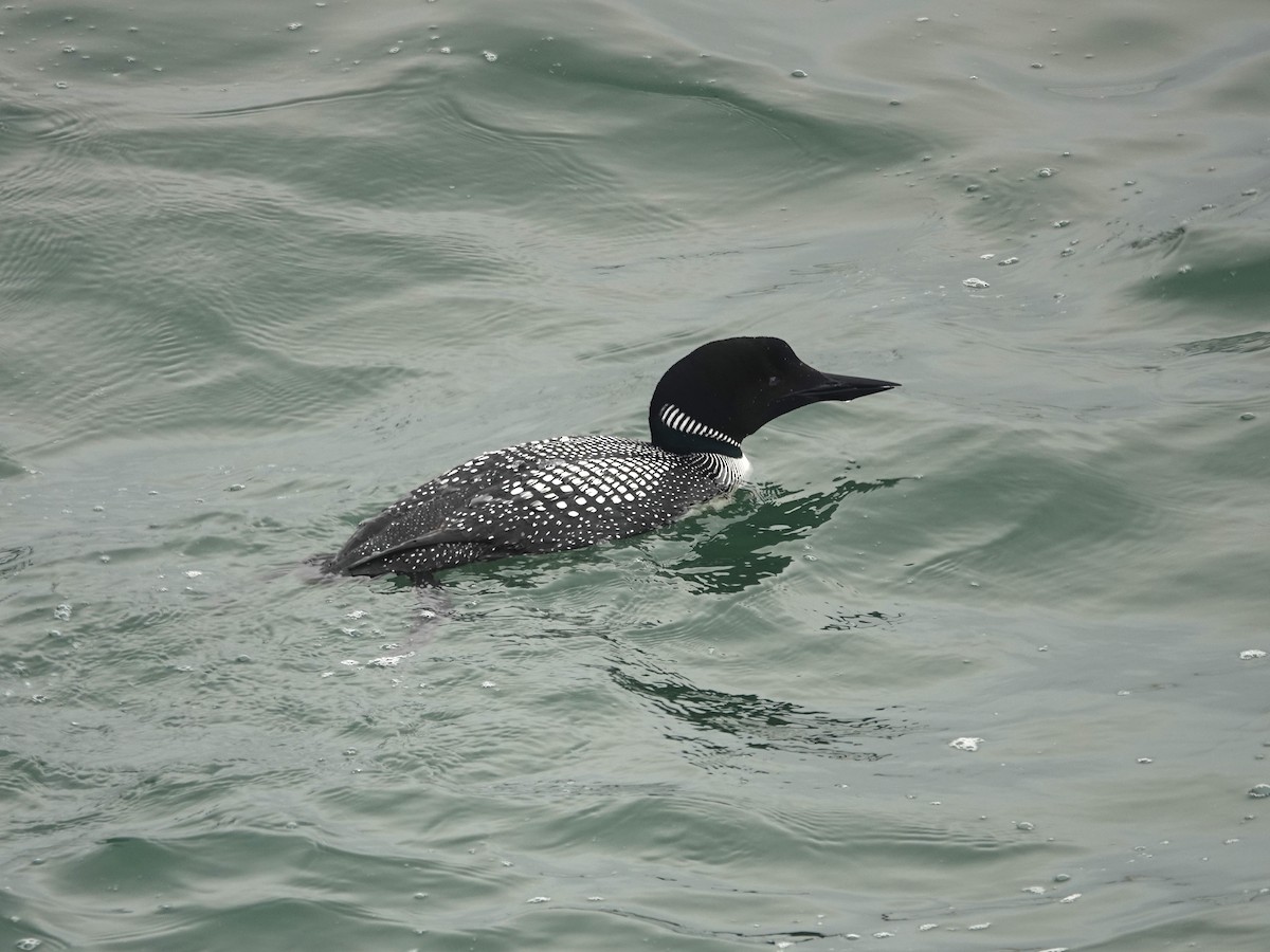 Common Loon - ML620158074