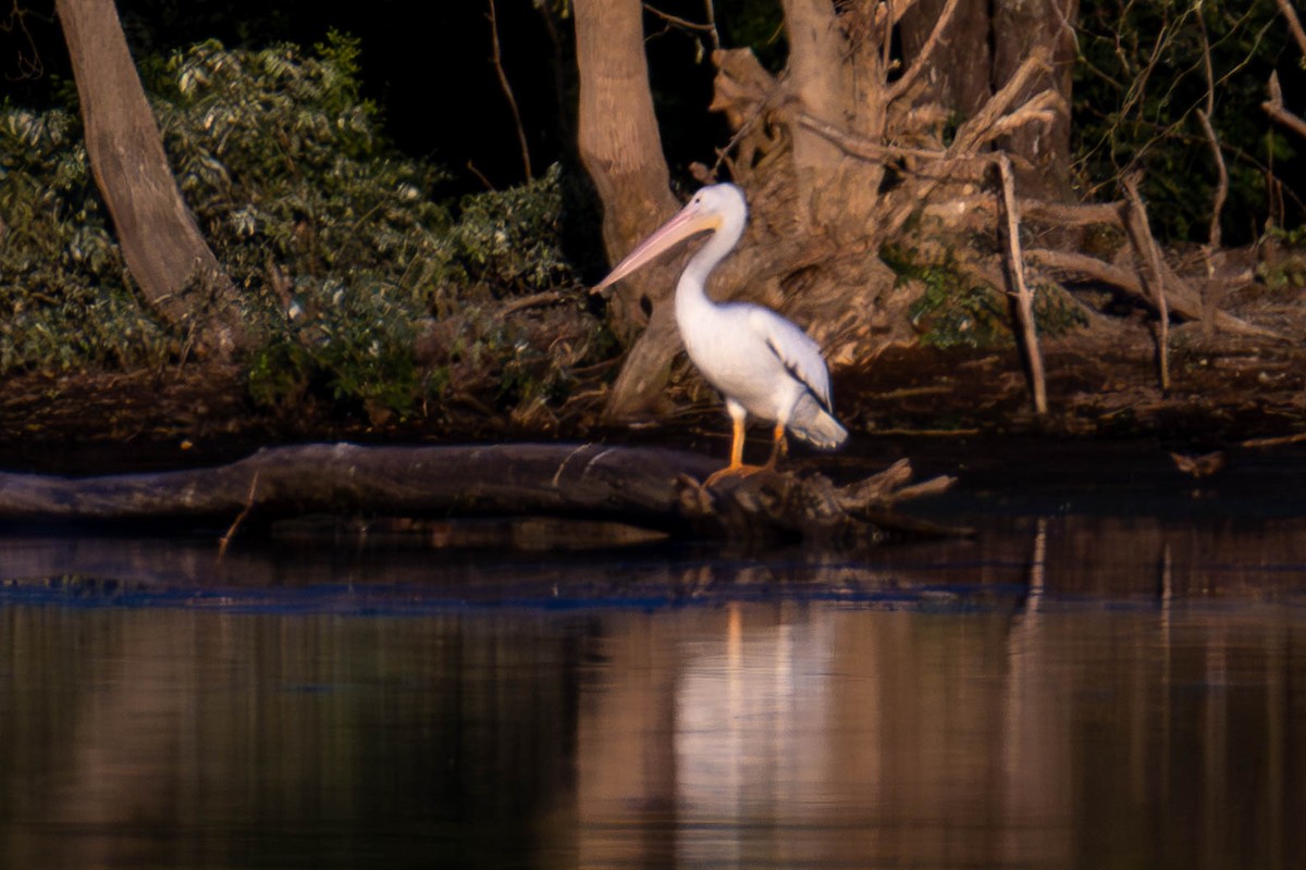 American White Pelican - ML620158075