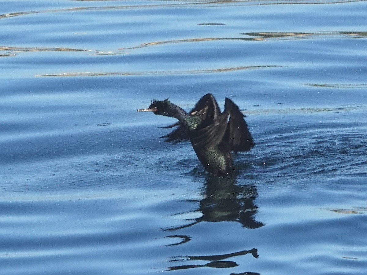 Pelagic Cormorant - ML620158076